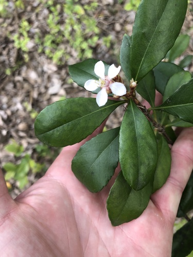 Rhaphiolepis indica