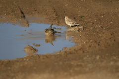 Emberiza hortulana