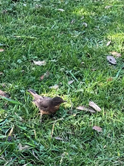 Turdus merula merula