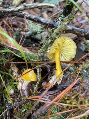 Pluteus chrysophlebius