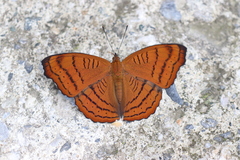 Pseudergolis wedah