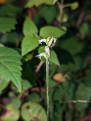 Spiranthes ovalis erostellata