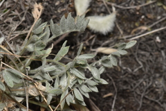Astragalus purshii