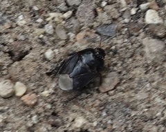 Pangaeus bilineatus