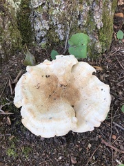 Bondarzewia berkeleyi