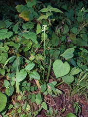 Spiranthes ovalis erostellata