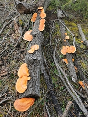 Trametes coccinea