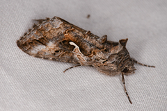 Autographa californica