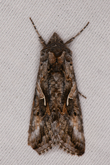 Autographa californica