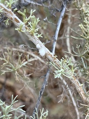 Rhopalomyia floccosa
