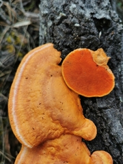 Trametes coccinea