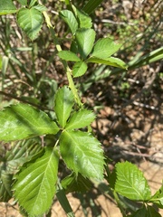 Rubus pensilvanicus