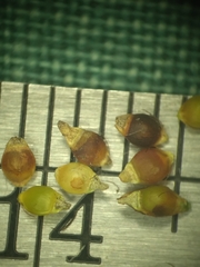 Rhynchospora wrightiana