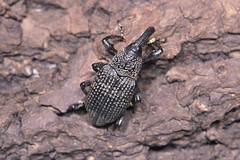 Hylobiina