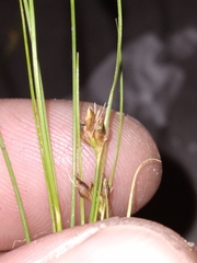 Rhynchospora wrightiana