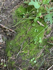 Dicranella schreberiana