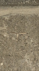 Emmelina monodactyla