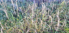 Elymus sibiricus