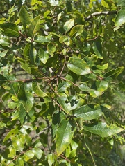 Zanthoxylum hirsutum