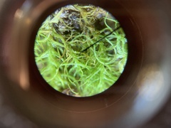 Dicranella schreberiana
