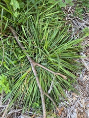 Eleusine indica