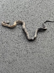 Pantherophis spiloides