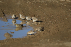 Montifringilla davidiana