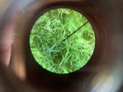 Dicranella schreberiana