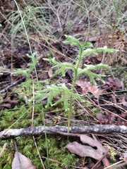 Lycopodium deuterodensum