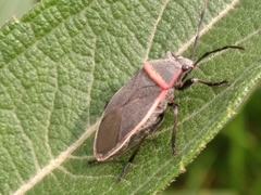 Largus succinctus