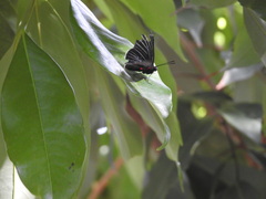 Melanis cephise
