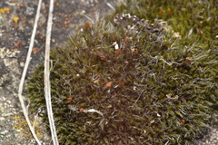 Grimmiaceae