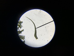 Dicranella schreberiana