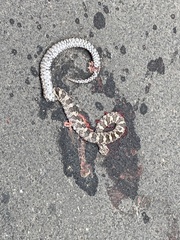 Lampropeltis triangulum