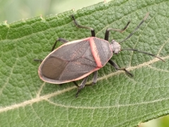 Largus succinctus