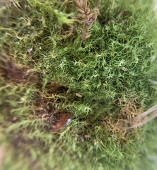 Dicranella schreberiana
