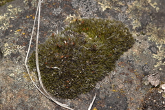 Grimmiaceae
