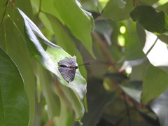 Melanis cephise