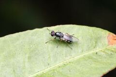 Acanthasargus varipes