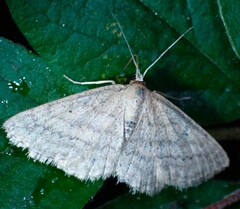 Scopula inductata