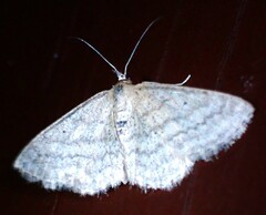 Scopula inductata