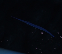 Aulostomus chinensis