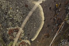 Dimelaena