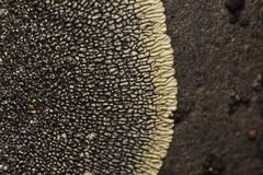 Dimelaena