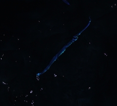 Aulostomus chinensis