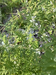 Lespedeza cuneata
