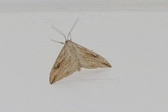 Evergestis forficalis