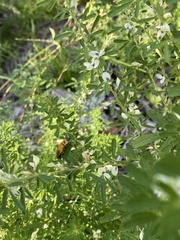 Lespedeza cuneata