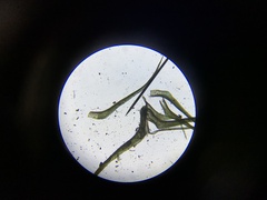 Dicranella schreberiana