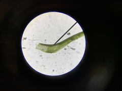 Dicranella schreberiana